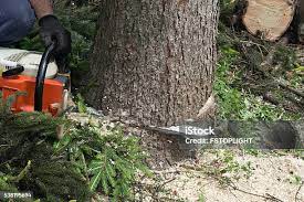 Best Hazardous Tree Removal  in Magna, UT