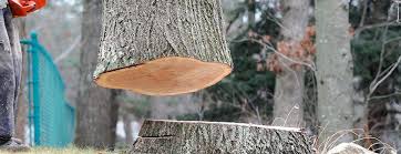Best Tree Disease Treatment  in Magna, UT