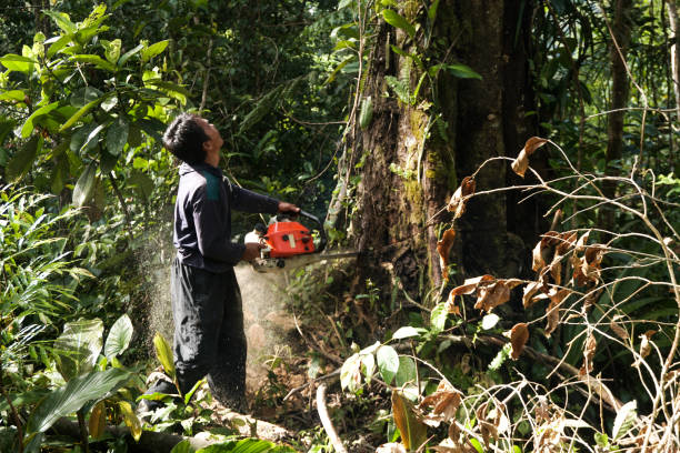 Best Arborist Consultation Services  in Magna, UT