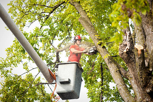 Best Stump Grinding and Removal  in Magna, UT